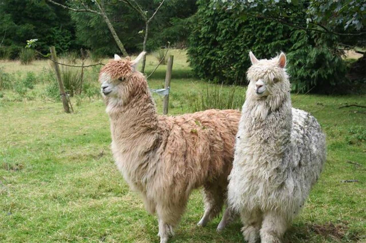 Coynant Farm Guesthouse - Farm Park Stay Swansea Luaran gambar