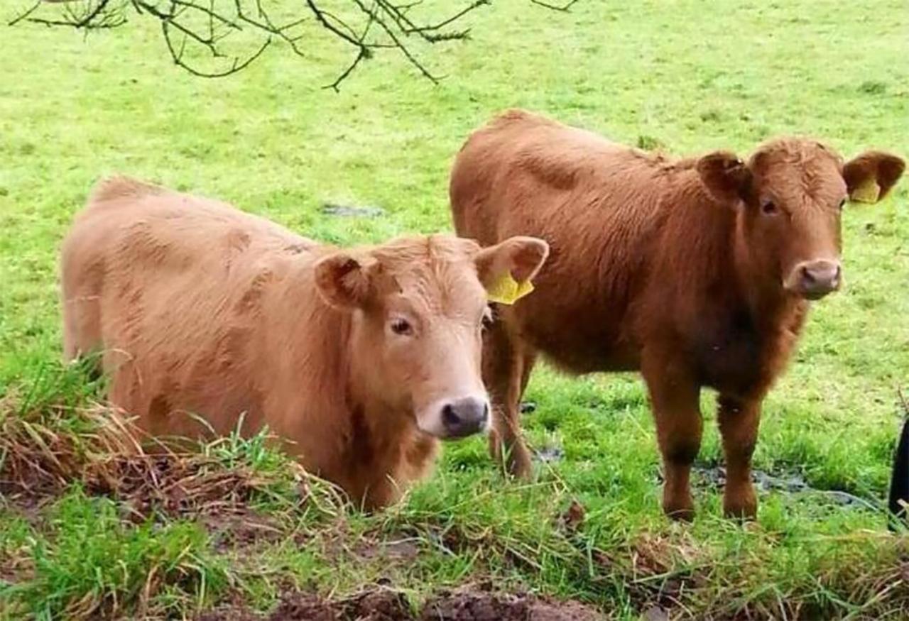 Coynant Farm Guesthouse - Farm Park Stay Swansea Luaran gambar