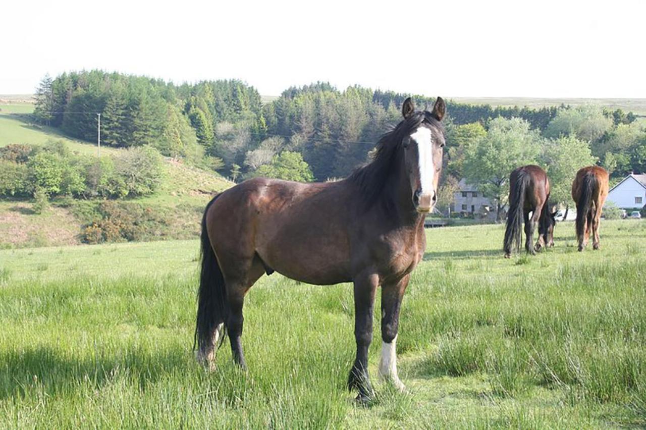 Coynant Farm Guesthouse - Farm Park Stay Swansea Luaran gambar