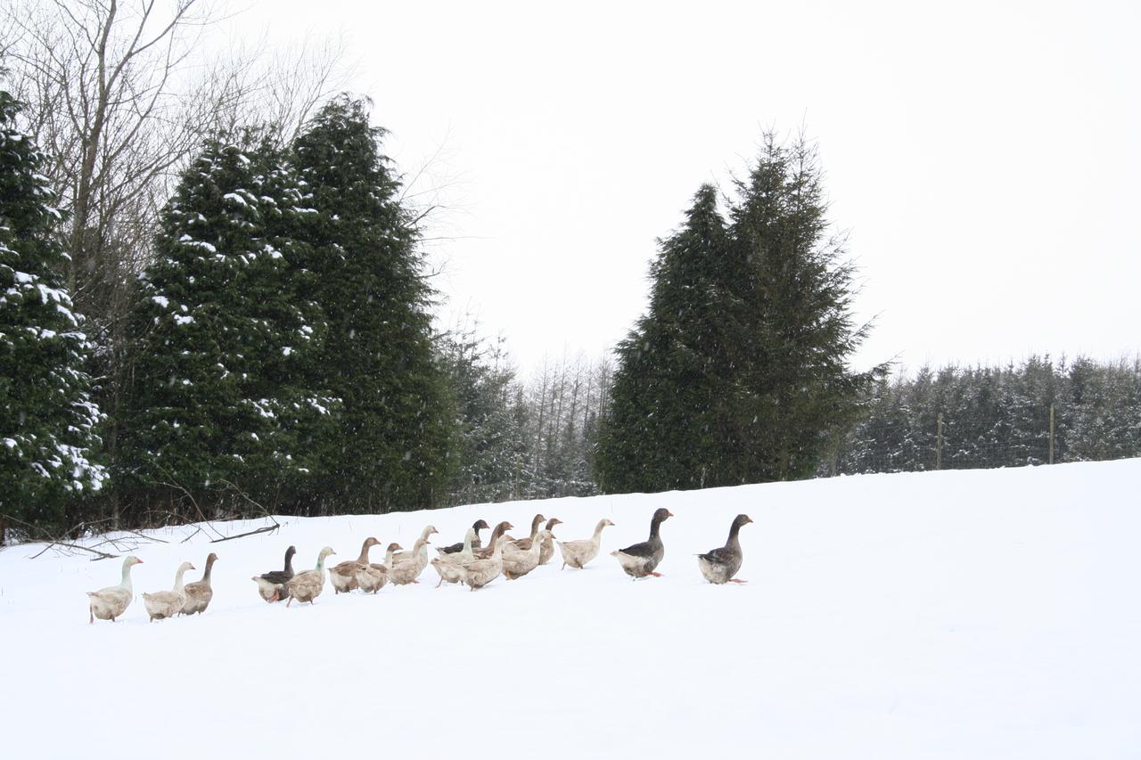 Coynant Farm Guesthouse - Farm Park Stay Swansea Luaran gambar
